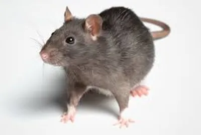 Illustration rat - Image 2