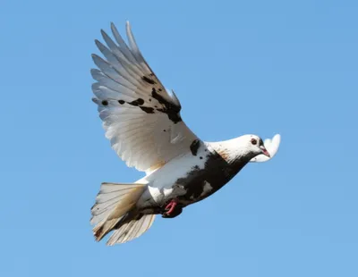 Illustration foul - Image 1