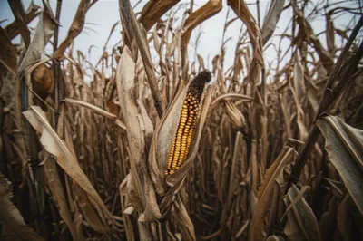 Illustration husks - Image 1