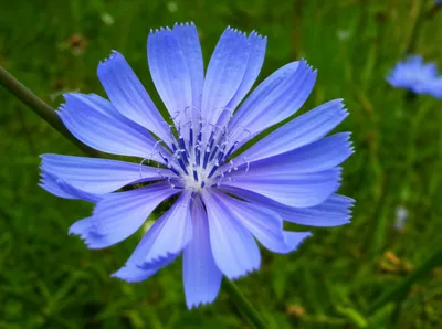 Illustration cornflower - Image 1