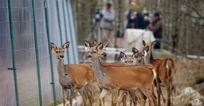 Illustration cull - Image 1