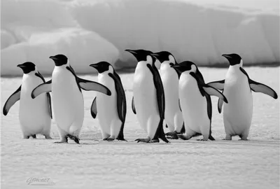 Illustration penguins