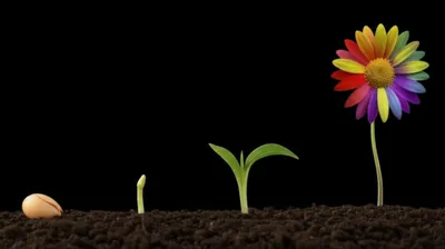 Illustration gone - Image 1