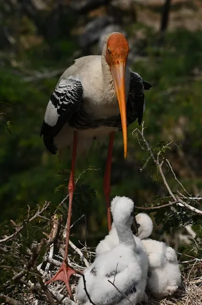 Illustration fledglings - Image 2