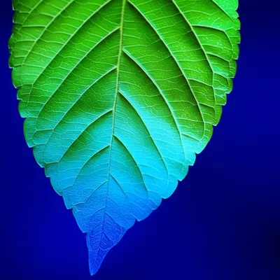 Illustration blue - Image 1