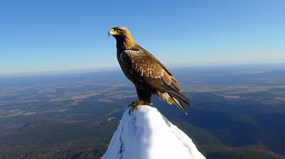 Illustration commanding - Image 1