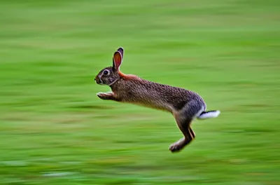 Illustration hopping - Image 1