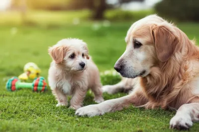 Illustration pup - Image 1