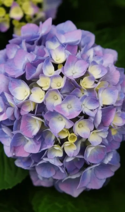 Illustration hortensia