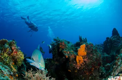 Illustration parrotfish - Image 2