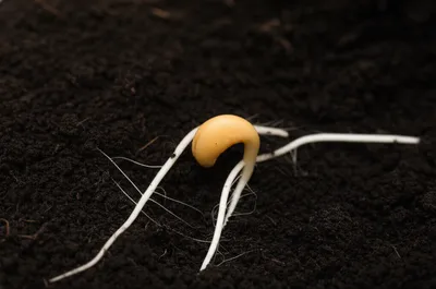 Illustration percolates - Image 1