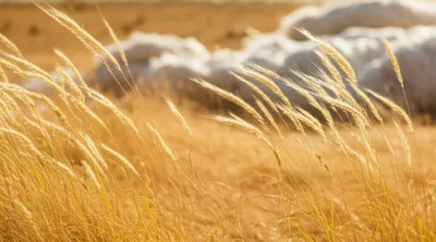 Illustration esparto - Image 1