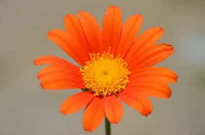 Hình ảnh minh họa monogamous - Ảnh 1