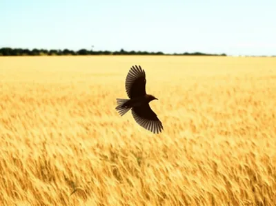 Illustration gliding - Image 1