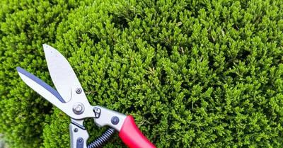 Illustration abridge - Image 1