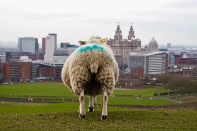 Illustration woolies - Image 1