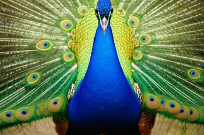 Illustration tails - Image 1