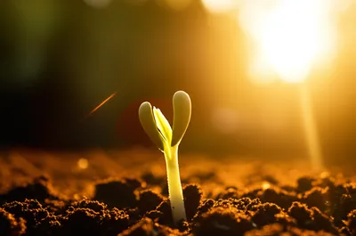 Illustration earliest - Image 1