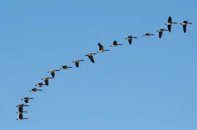 Illustration wedge - Image 1