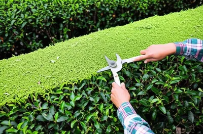 Illustration skiff - Image 1