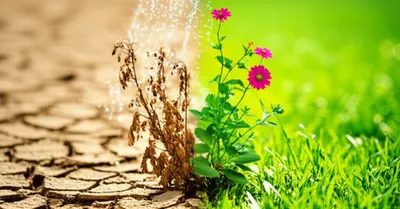 Illustration revitalizing