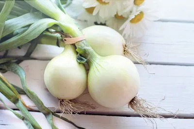 Illustration onions - Image 2