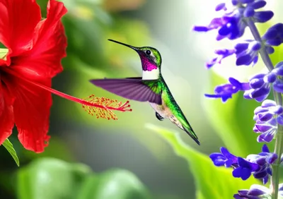 Illustration hovers - Image 1