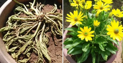 Illustration draining - Image 1