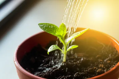 Illustration favour - Image 1