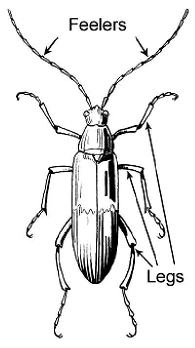 Illustration feeler - Image 2