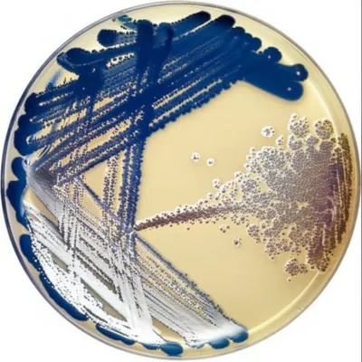 Illustration substrain - Image 1