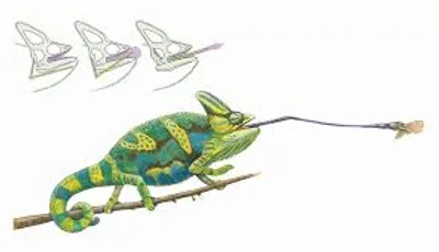 Illustration chameleon - Image 2