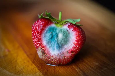 Illustration mold - Image 1