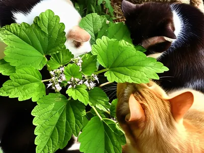 Illustration catnip - Image 1