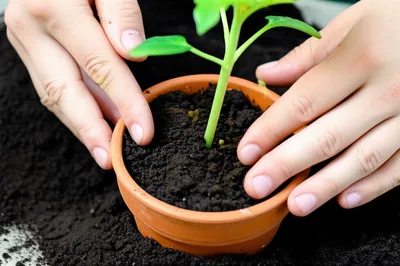 Illustration earthen - Image 1