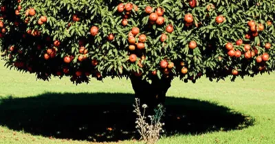 Illustration outweigh - Image 1