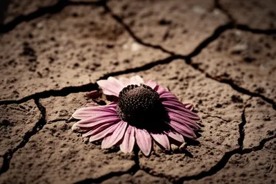 Illustration quell - Image 1