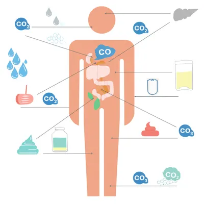 Illustration excretes - Image 1