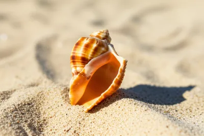 Illustration prop - Image 1