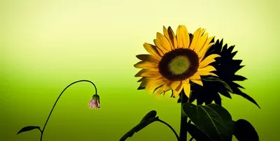 Illustration subscribes - Image 1