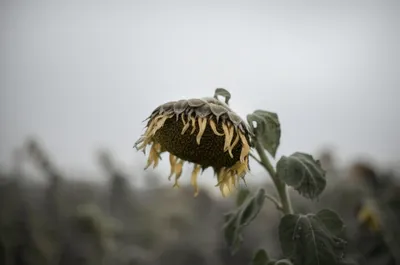 Illustration depresses - Image 1