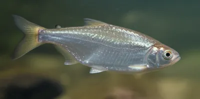 Illustration butterfish