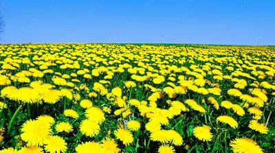 Illustration common - Image 1