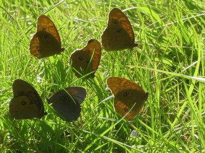 Illustration satyr - Image 1