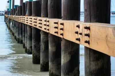 Illustration wale - Image 1