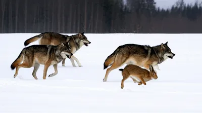 Illustration sic - Image 1