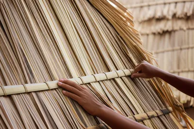 Illustration thatch - Image 1