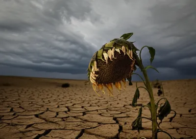 Illustration tragically