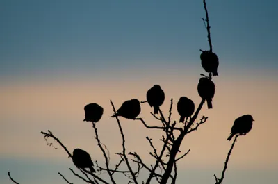 Illustration roost - Image 1