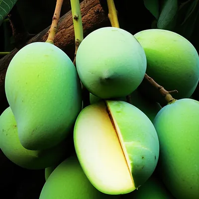 Illustration unripe - Image 1